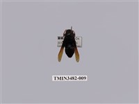 藏品(漆黑原喙蜾蠃)的圖片